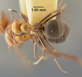Media type: image;   Entomology 19765 Aspect: habitus dorsal view